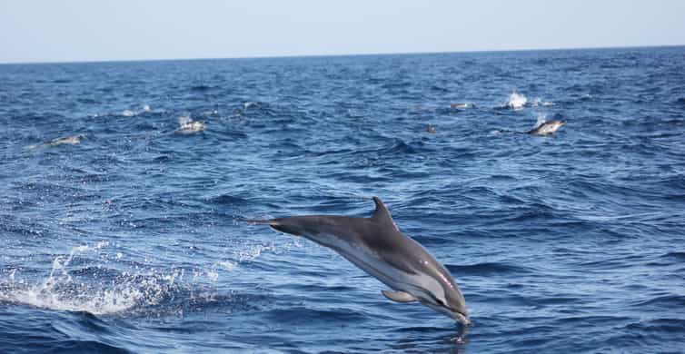 Sagres: Excursión a la Fauna Delfines y Cuevas