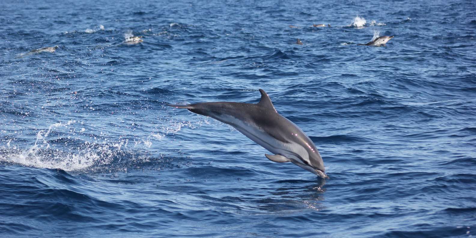 Sagres Wildlife Tour Dolphins and Caves GetYourGuide