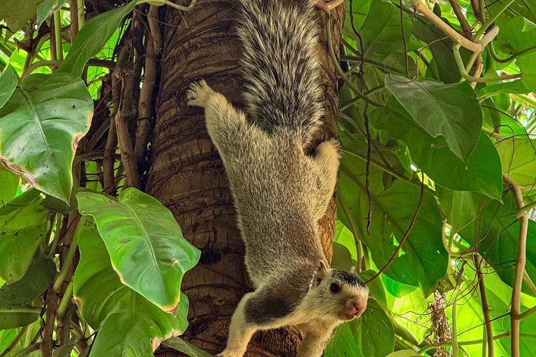 Tissamaharama: Watching Deer, Crocodile & Birds Village Tour Village Tour Shared