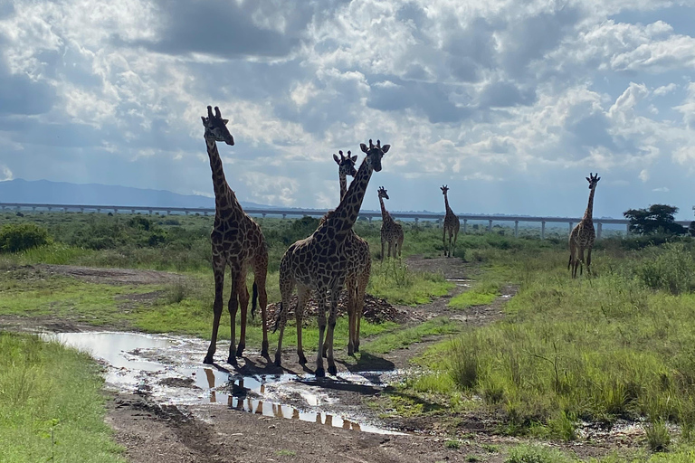 Nairobi: National Park Photography Expedition with Guide