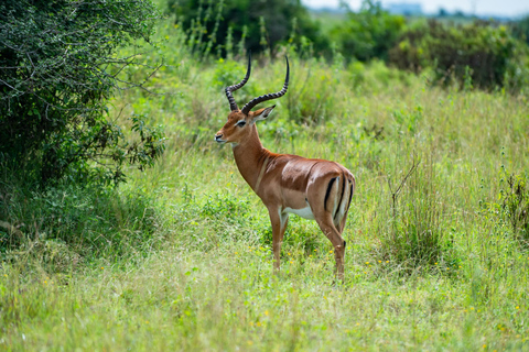 Mwea National Reserve Full-Day Safari from Nairobi