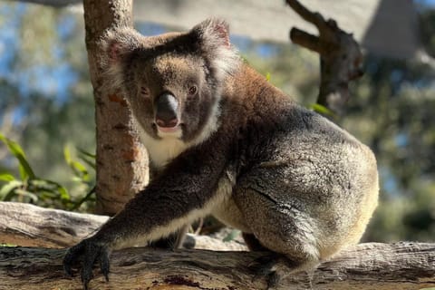 Perth: WA Wildlife Hospital and Native Fauna Encounter Tour - Image 2