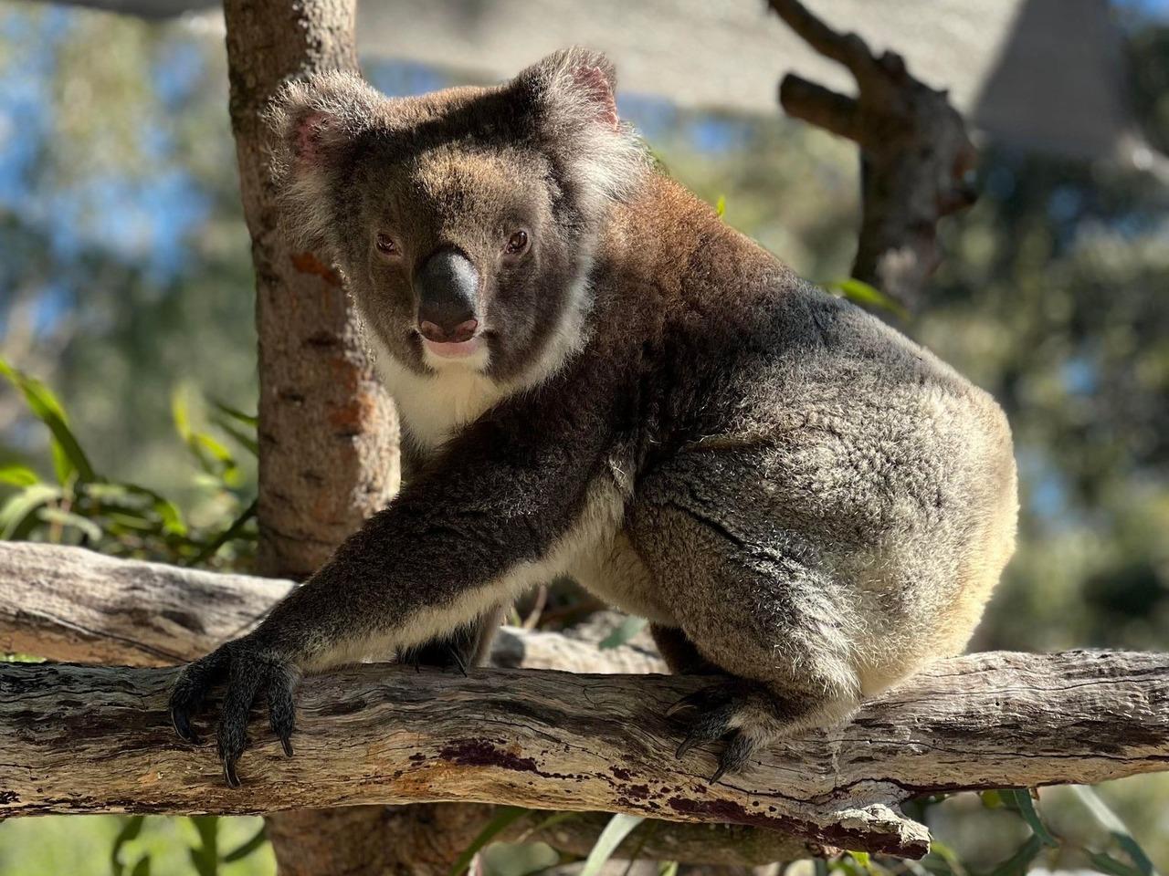 Perth: WA Wildlife Hospital und Native Fauna Encounter Tour