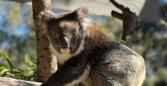 Perth: WA Wildlife Hospital Tour & Native Fauna Encounter