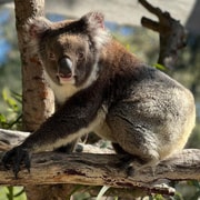 Perth: WA Wildlife Hospital and Native Fauna Encounter Tour