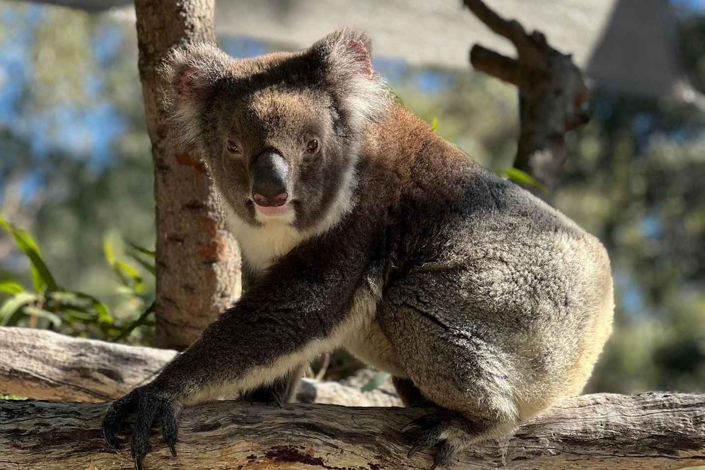 Perth: WA Wildlife Hospital and Native Fauna Encounter Tour - Perth: WA Wildlife Hospital and Native Fauna Encounter Tour