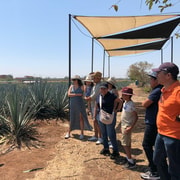 Classic Tequila Route Tour from Guadalajara with El Güero Shot Glasses!!!