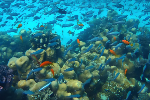 Excursion d'une journée dans les îles Kwale avec plongée en apnée et déjeunerZanzibar : plongée en apnée et croisière en boutre sur les bancs de sable avec déjeuner