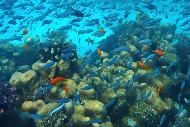 Excursion d'une journée dans les îles Kwale avec plongée en apnée et déjeunerZanzibar : plongée en apnée et croisière en boutre sur les bancs de sable avec déjeuner