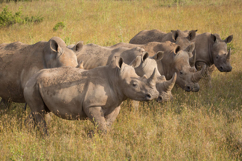 2Days Solio Ranch Luxury Safari on 4x4 Land Cruiser Jeep