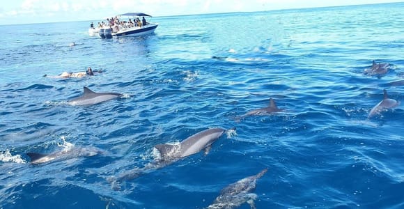 Black River: Swim with Dolphin Speed Boat Tour with lunch