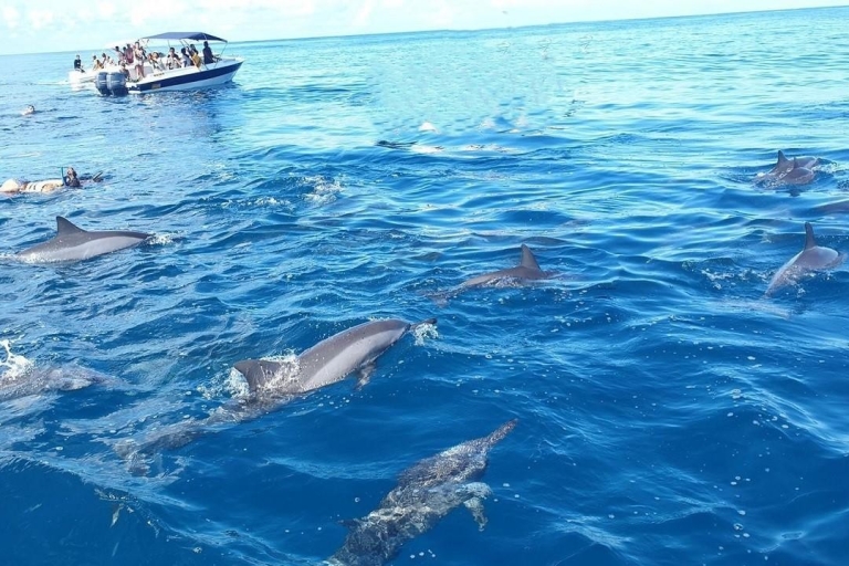 Black River: Swim with Dolphin Speed Boat Tour with lunch