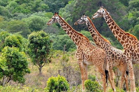 Zanzibar : Excursion d&#039;une journée au parc national de Mikumi avec vols