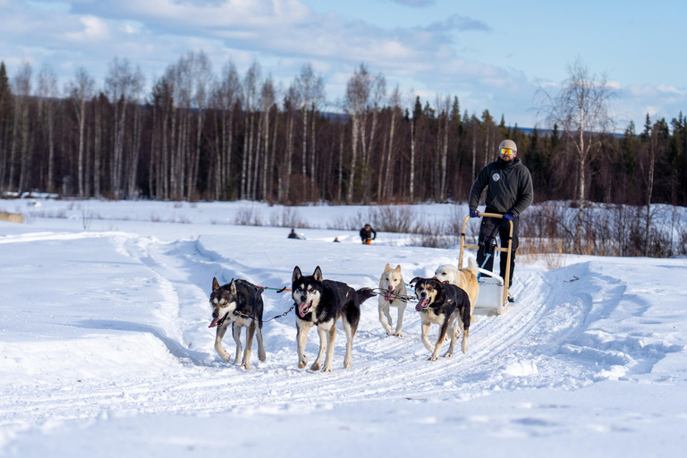 Meltosjärvi: Self Driving Husky Tour - Lake Trail Experience