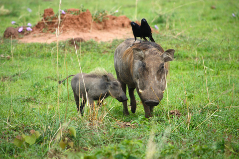 Arusha National Park: Day Trip with Walking Safari & Canoe Shared Day Trip Transfer & Game Drive (Fees Excluded)