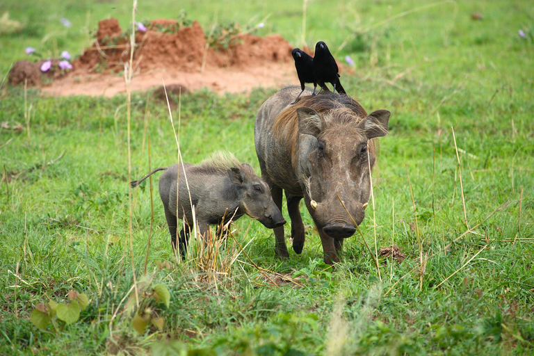 Arusha National Park: Day Trip with Walking Safari & Canoe Shared Day Trip Transfer & Game Drive (Fees Excluded)