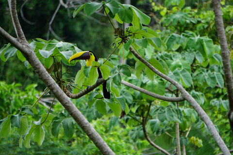 Parque Nacional de Carara: Melhor Tour Parque Nacional de Carara - Um dia