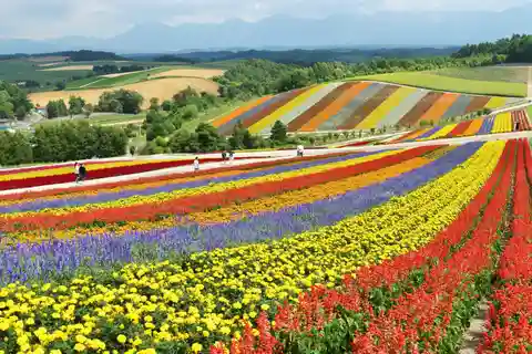 From Sapporo: Furano and Biei Vibrant Fields Tour