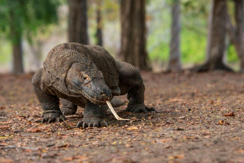 Labuan Bajo : Escursione Komodo e Isole di Komodo di una giornata intera