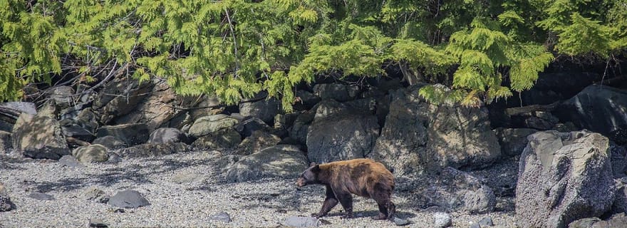 Campbell River : tour en bateau de 7 heures à la rencontre des grands animaux