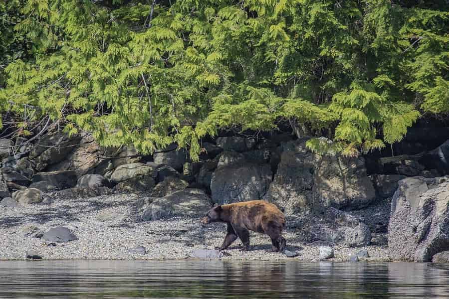 Campbell River: 7-stündige Bootstour „Begegnung mit großen Tieren“. Foto: GetYourGuide