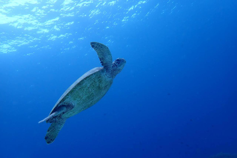 Oslob: Walvishaaien en Moalboal Sardine Run, ZeeschildpaddenOslob Walvishaaien en Moalboal Sardine Run, Zeeschildpadden