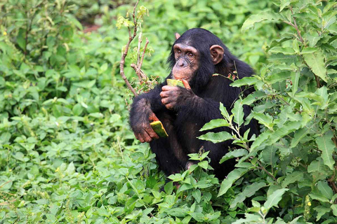 The outstanding Ngamba Island Chimpanzee Sanctuary Tour