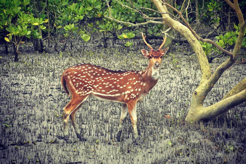 From Kolkata: Sundarbans 3-Day Tour with Boat Safari & Meals