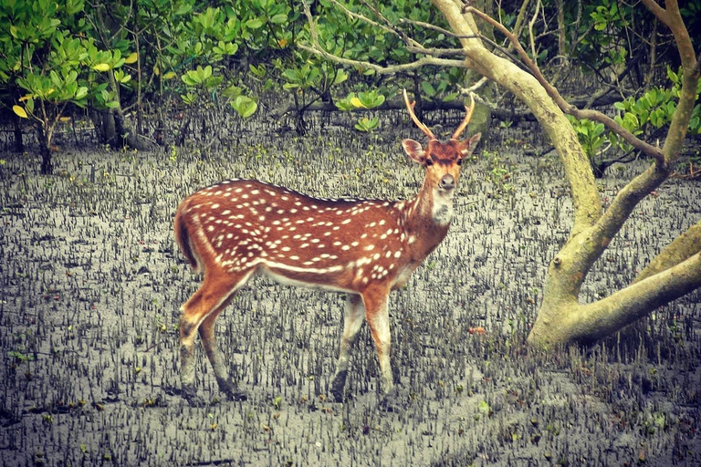 From Kolkata: Sundarbans 3-Day Tour with Boat Safari & Meals