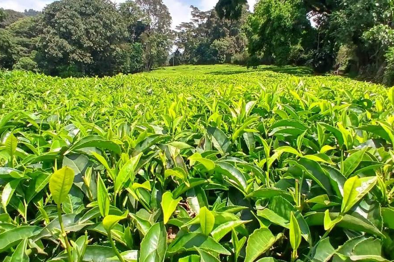 From Nairobi: Tea and Coffee Farm Tour with Tastings
