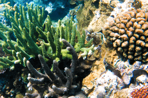 Port Vila: Kayaking & Snorkelling Tour with Turtles & lunch Full Day - Kayaking & Snorkeling Tour with Lunch & Pickup