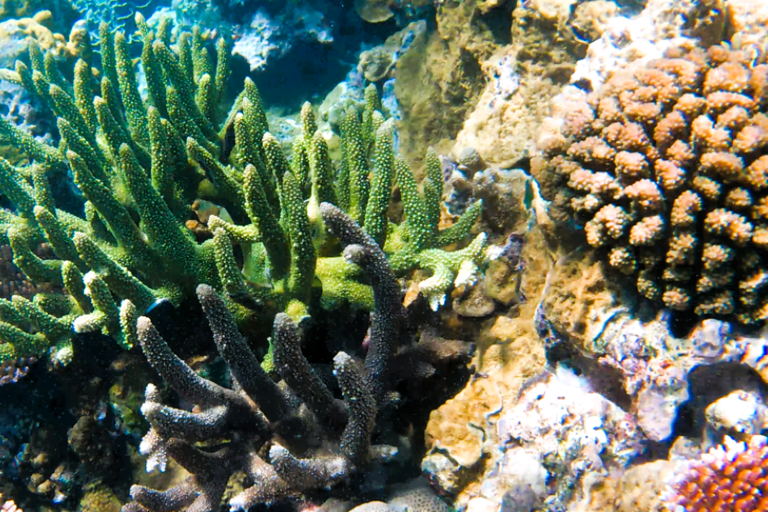 Port Vila: Kayaking & Snorkelling Tour with Turtles & lunch Full Day - Kayaking & Snorkeling Tour with Lunch & Pickup