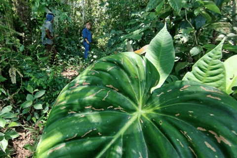 Amazonia Ecuador: Ayahuasca Ceremonie -Korte Retraite