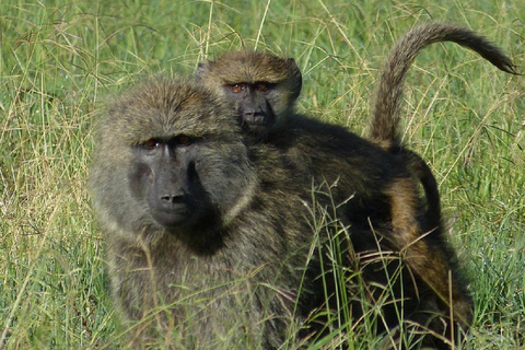 Nairobi: Ol Pejeta Conservancy Day Trip with Game Drives