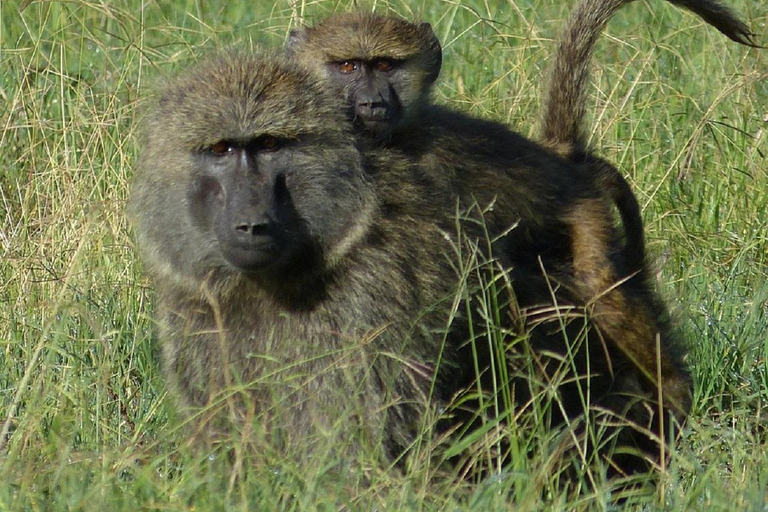 Nairobi: Ol Pejeta Conservancy Day Trip with Game Drives