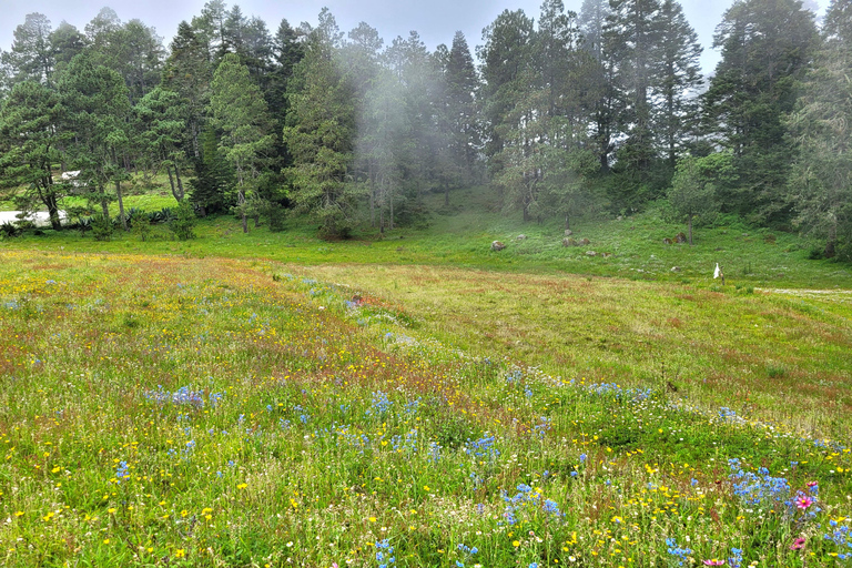 Oaxaca: Sierra Norte Ixtepeji Guided Hike & Lunch, Half-Day