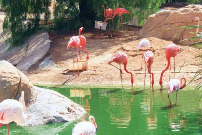 From Monastir & More: Friguia Wildlife Park with Entry From Sousse : Friguia Wildlife Park
