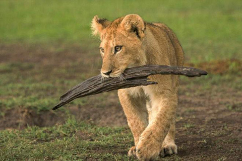 Det bästa av nationalparkerna Masai Mara och Lake Nakuru