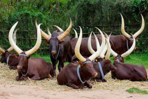 Village Life, King's Palace & Ethnographic Museum Tour