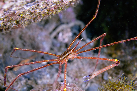 Madeira: Full-Day Dive Pack