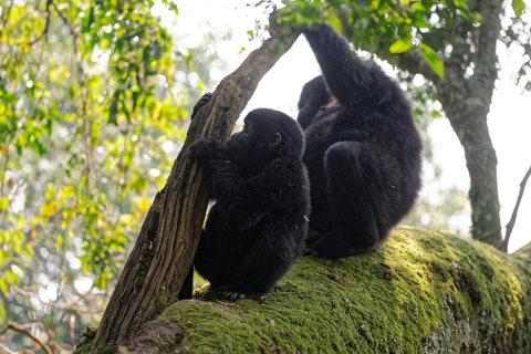 1 Tag Gorilla Trekking Tour in Bwindi von Kigali aus