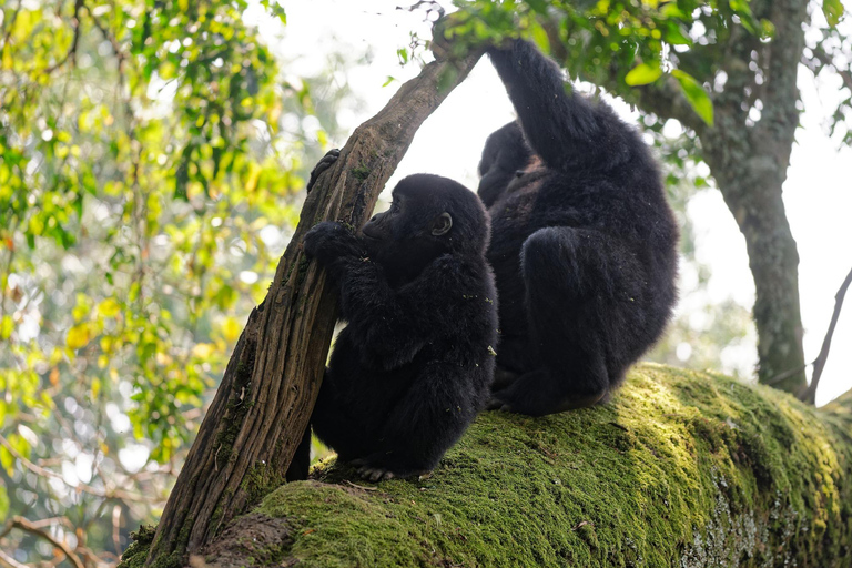 Tour di 1 giorno di trekking con i gorilla a Bwindi da Kigali