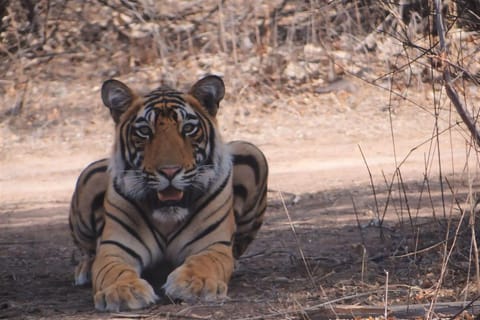 6-Day Golden Triangle Tour With Ranthambore & Jhalana Safari