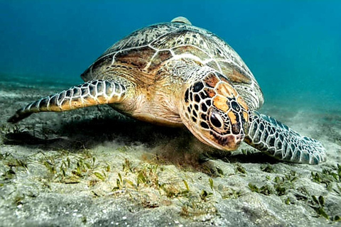 Cebu JoinTour: Ilha do Pescador de Moalboal e canionismo em BadianExcursão em grupo a Cebu: Excursão pelas ilhas do Pescador e canionismo