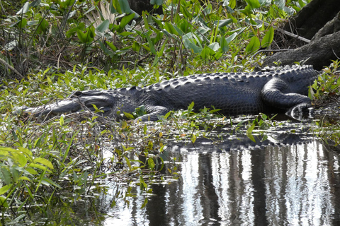 Blackwater Creek: Exclusive Nature Escape Kayak Adventure Blackwater Creek: Exclusive Wilderness Kayak Adventure