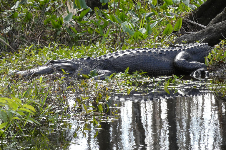 Blackwater Creek: Exclusive Nature Escape Kayak Adventure Blackwater Creek: Exclusive Wilderness Kayak Adventure