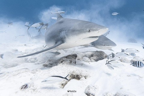 Playa del Carmen: Diving with Bull Sharks Diving Bull Sharks Feeding