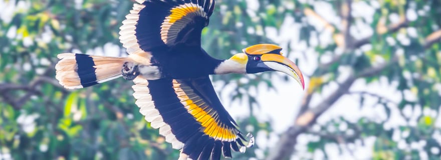 Au départ de Khaosok : demi-journée d'observation des oiseaux et d'exploration de la faune.