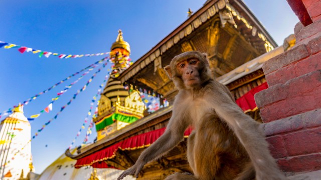 Kathmandu: Chandragiri Cable Car and Monkey Temple Tour