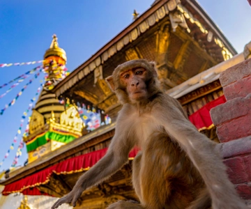Kathmandu: Chandragiri Cable Car and Monkey Temple Tour